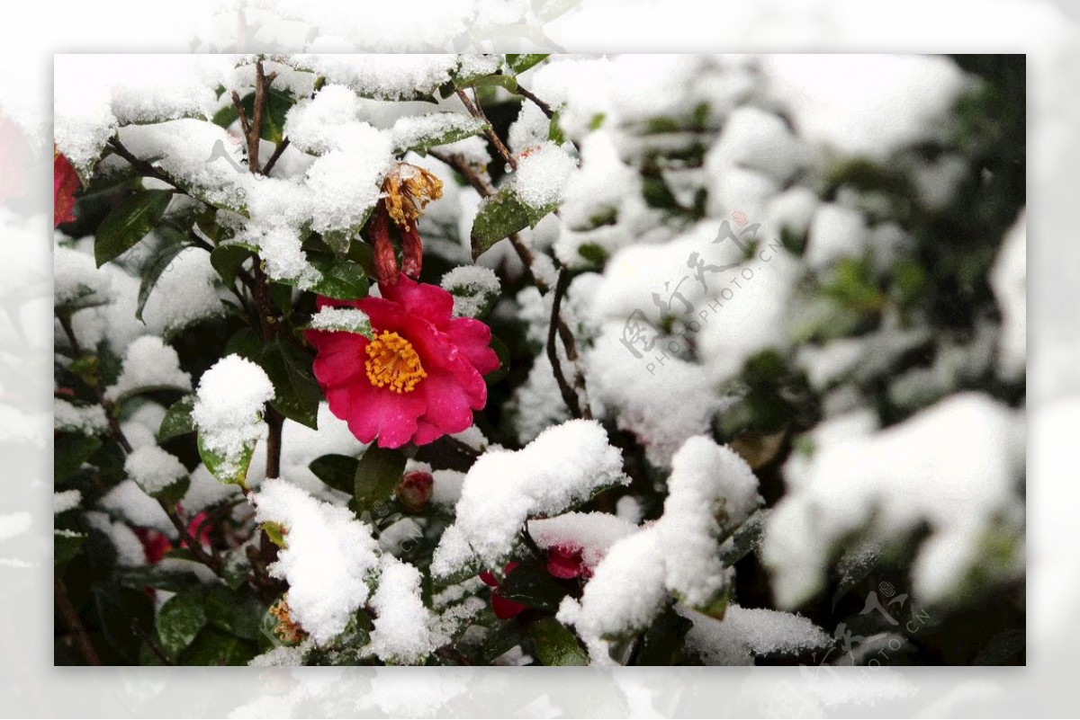 茶花傲雪