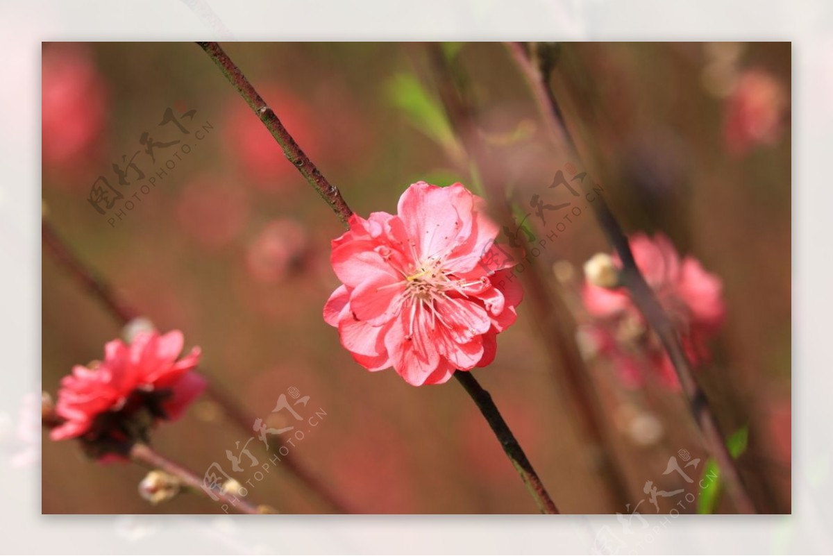 桃花花粉红色粉色