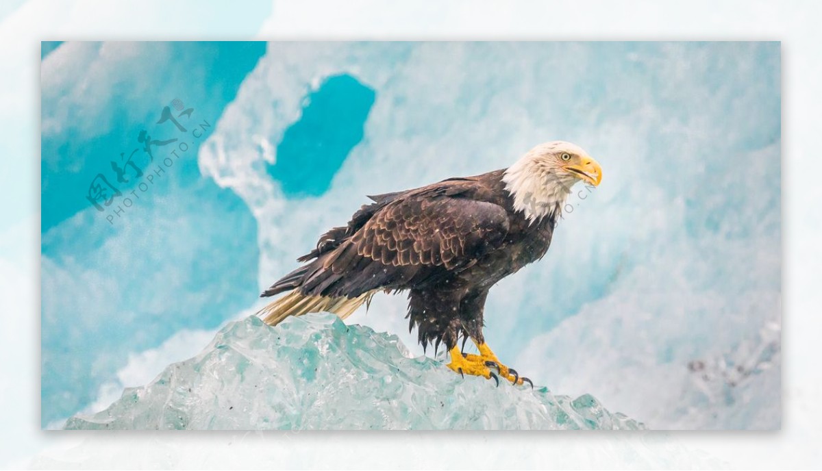 阿拉斯加冰山的鹰4k壁纸