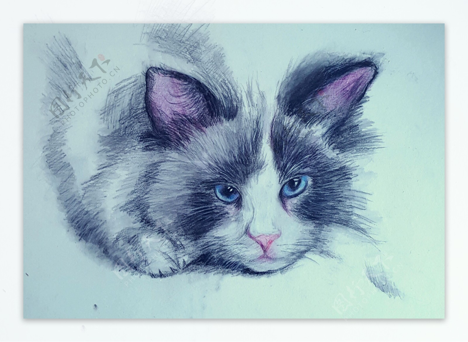 彩铅画猫