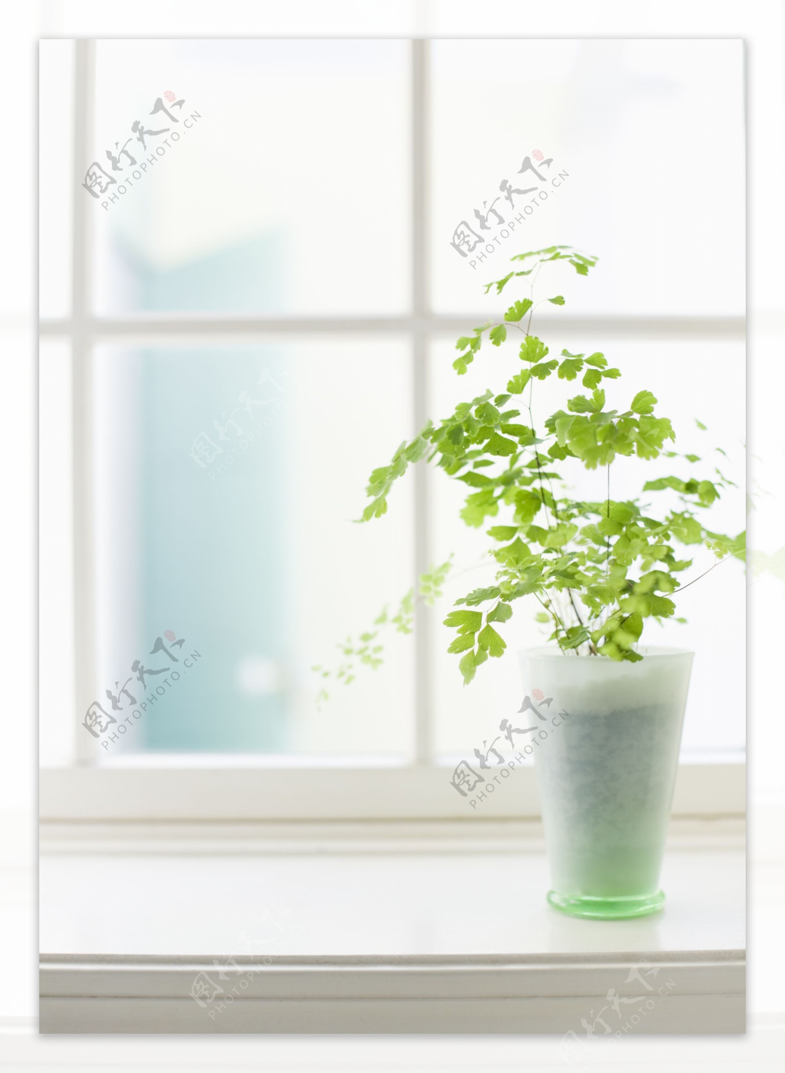 窗台上的绿植