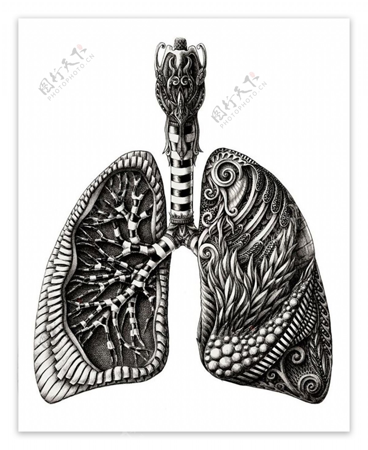 AlexKonahi肺
