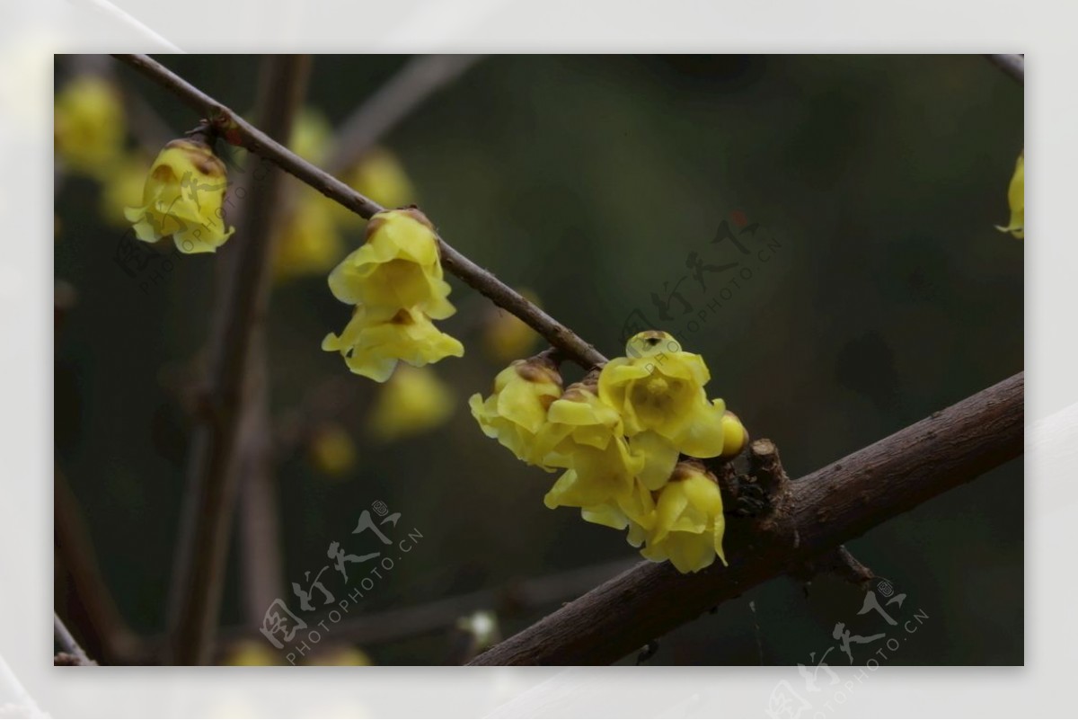 蜡梅花