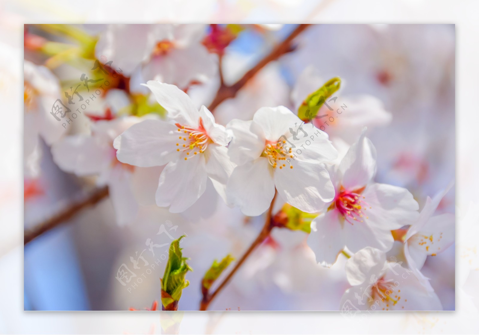 阳光下的桃花