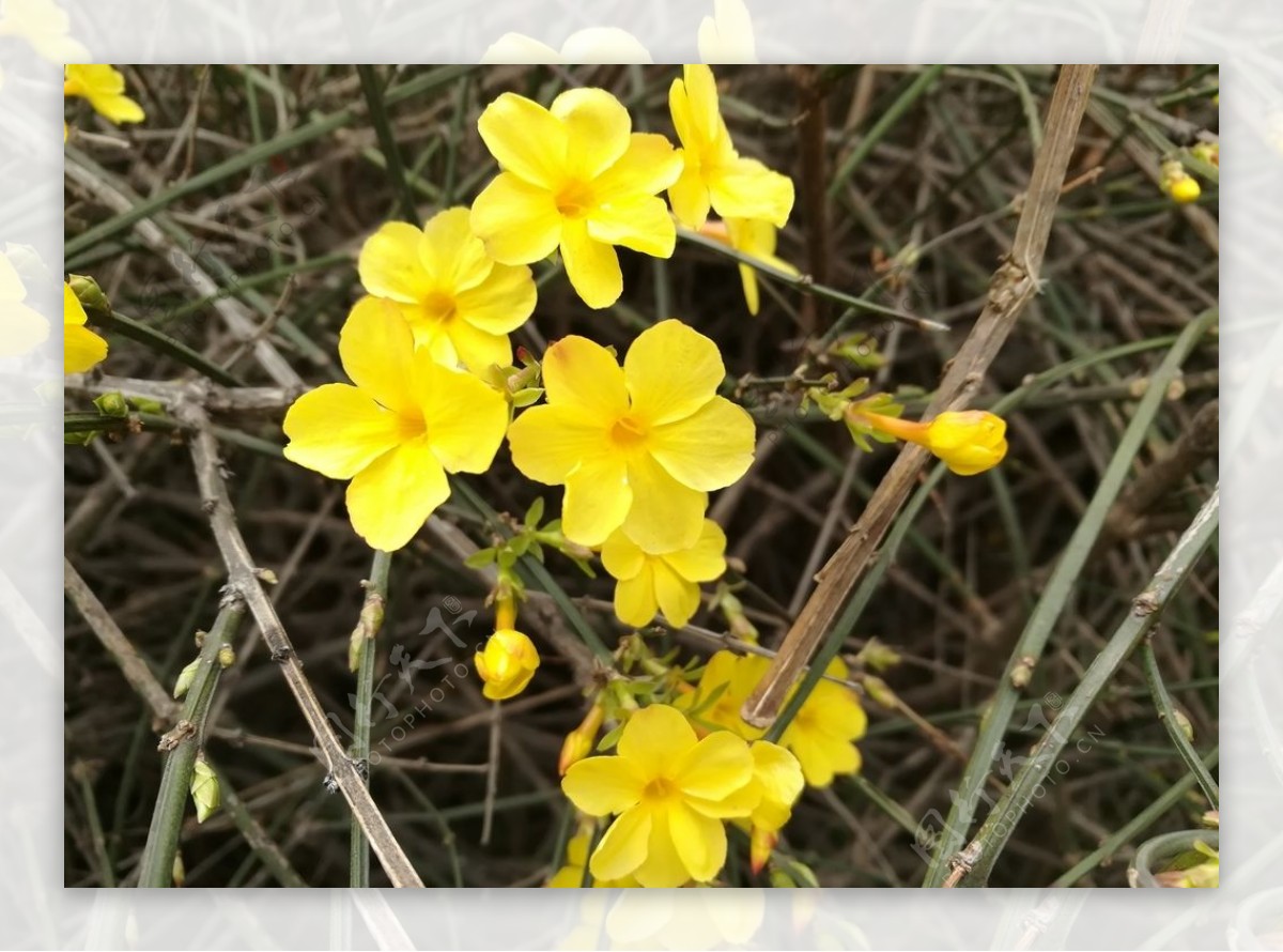 迎春花