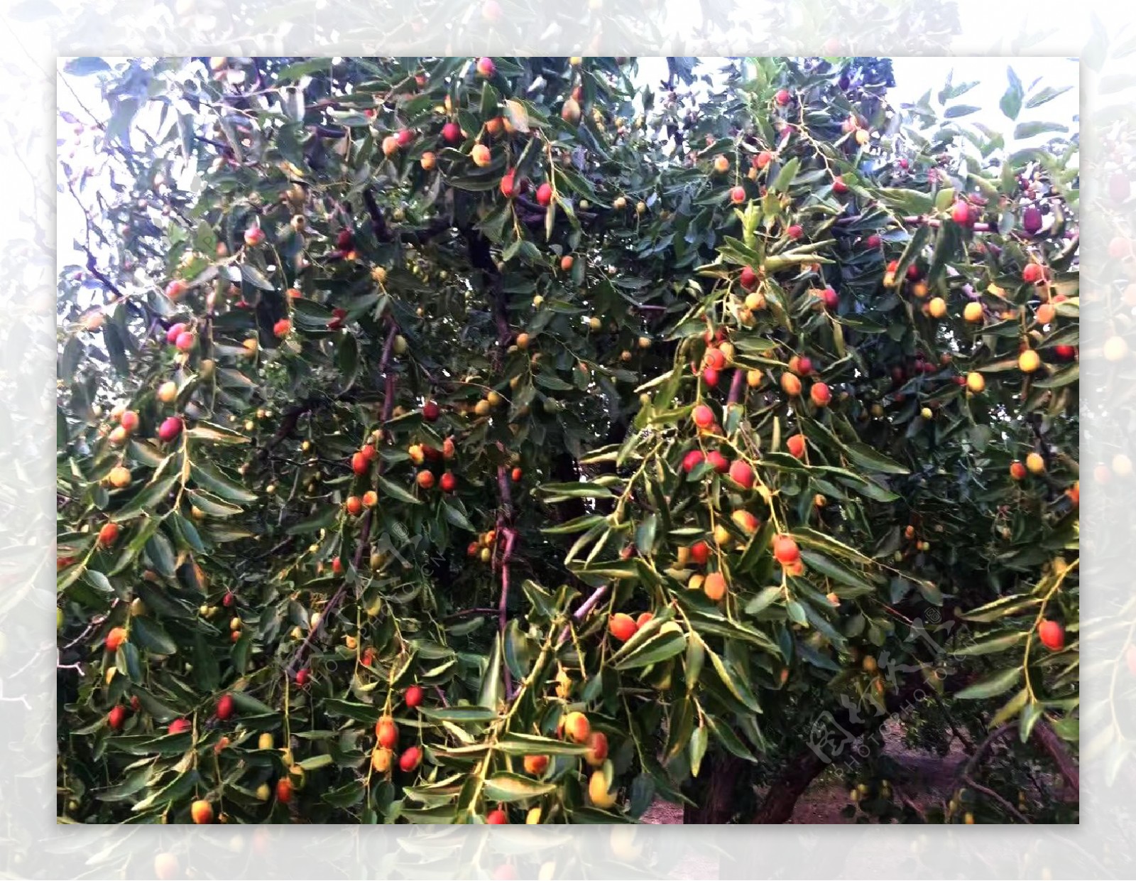 格物云 - 栽培丰产枣树，学这些园地管理经验
