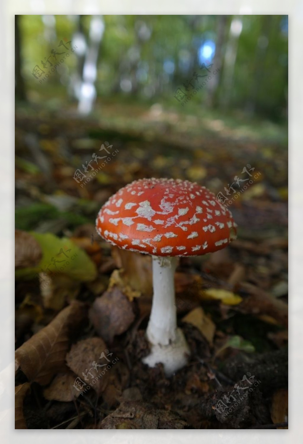 红蘑菇