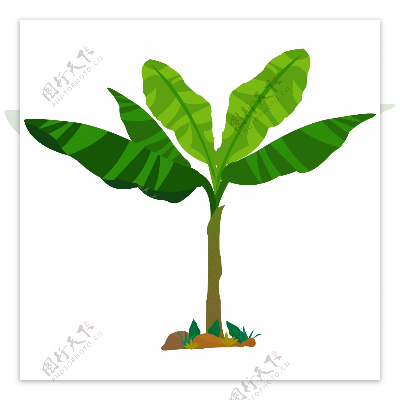 卡通手绘芭蕉树植物