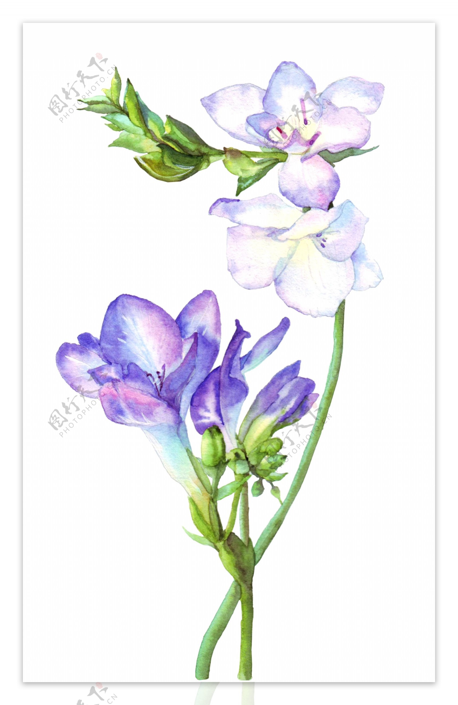 手绘紫色的兰花水彩花卉