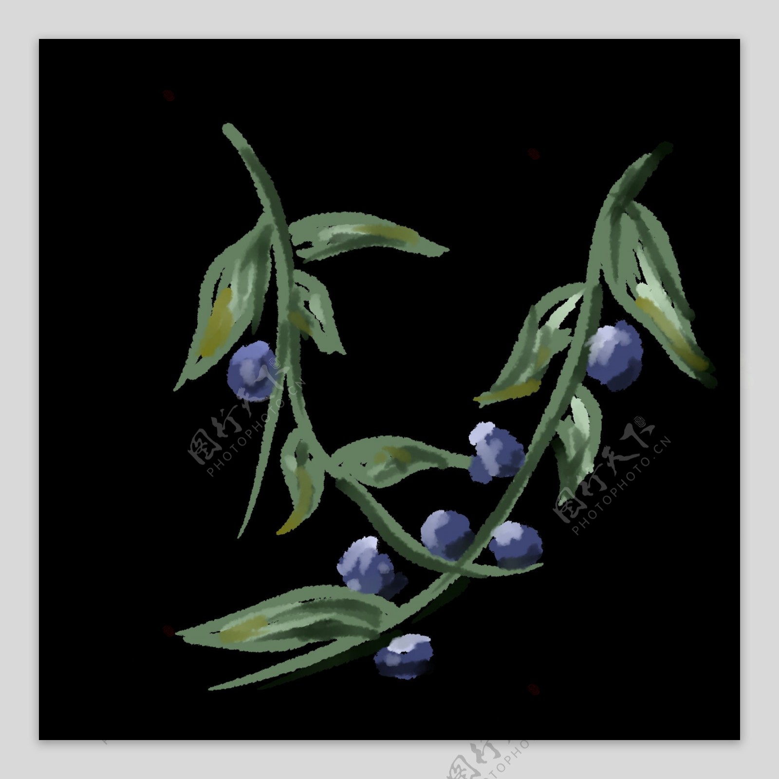 独立枝头的两串蓝莓