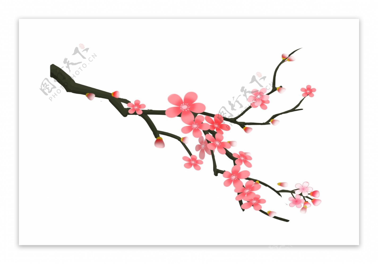 春季绽放的樱花插画