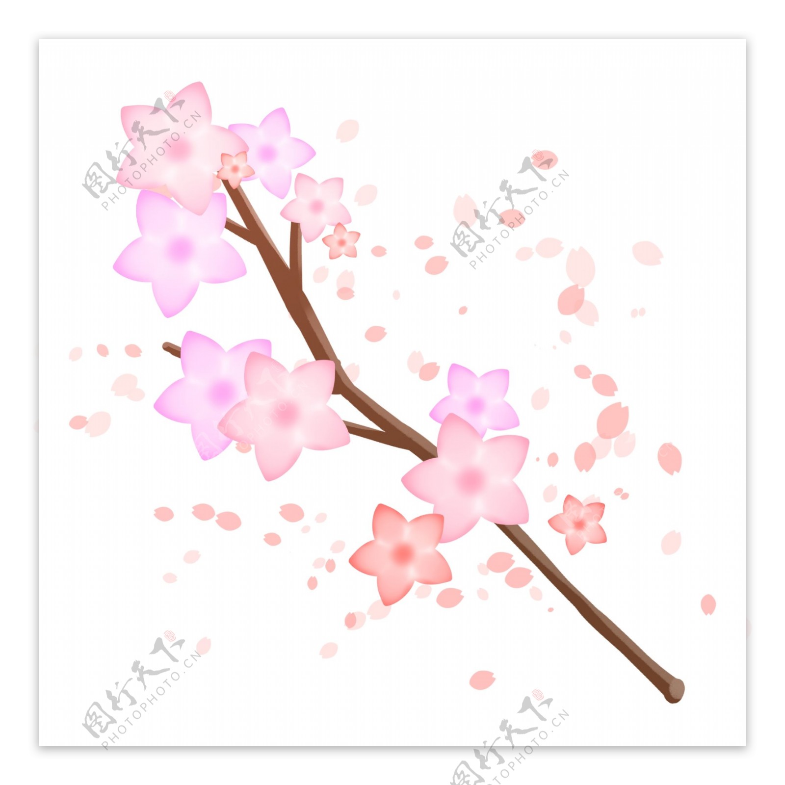 粉色星星樱花插图