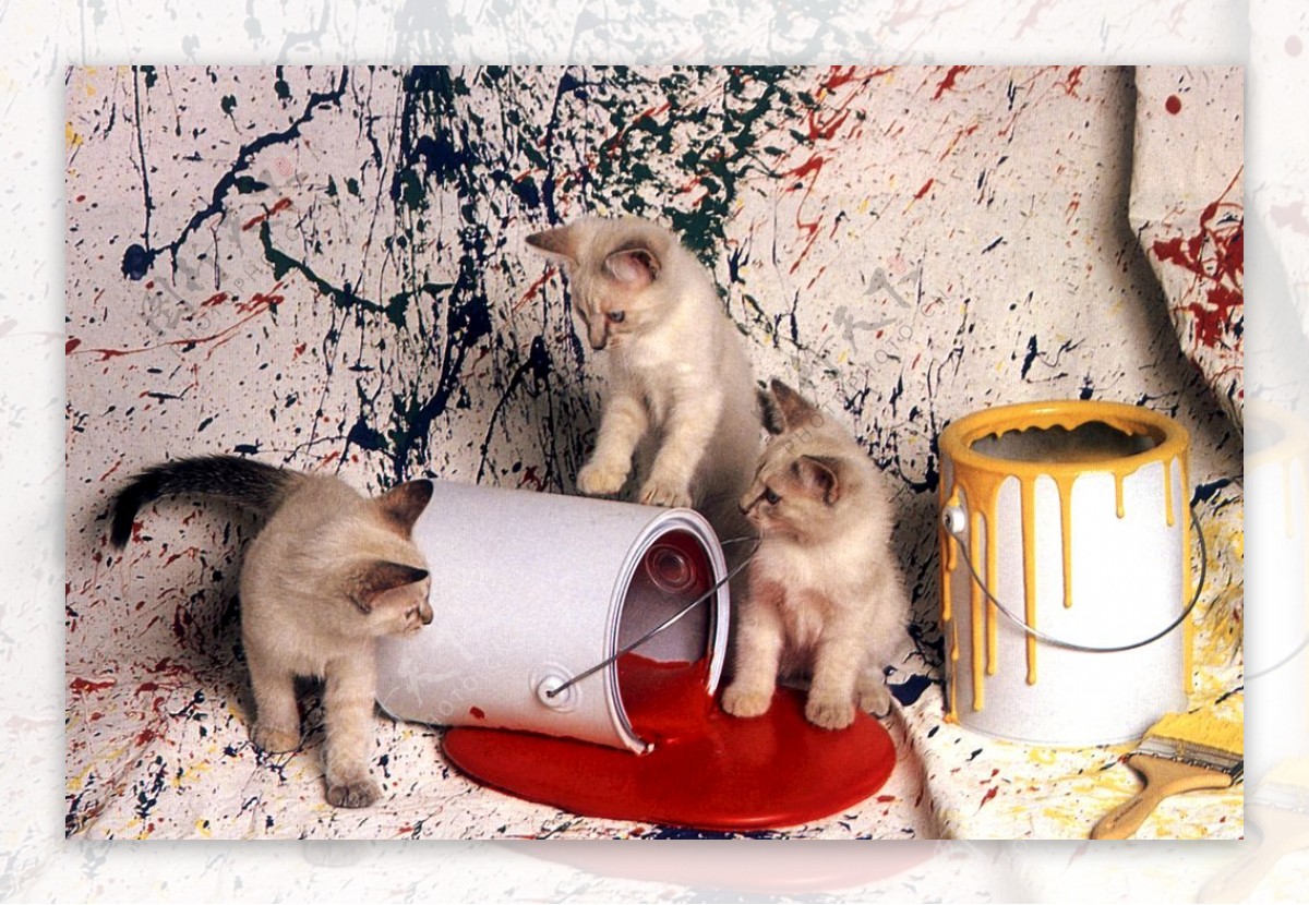 猫油漆桶
