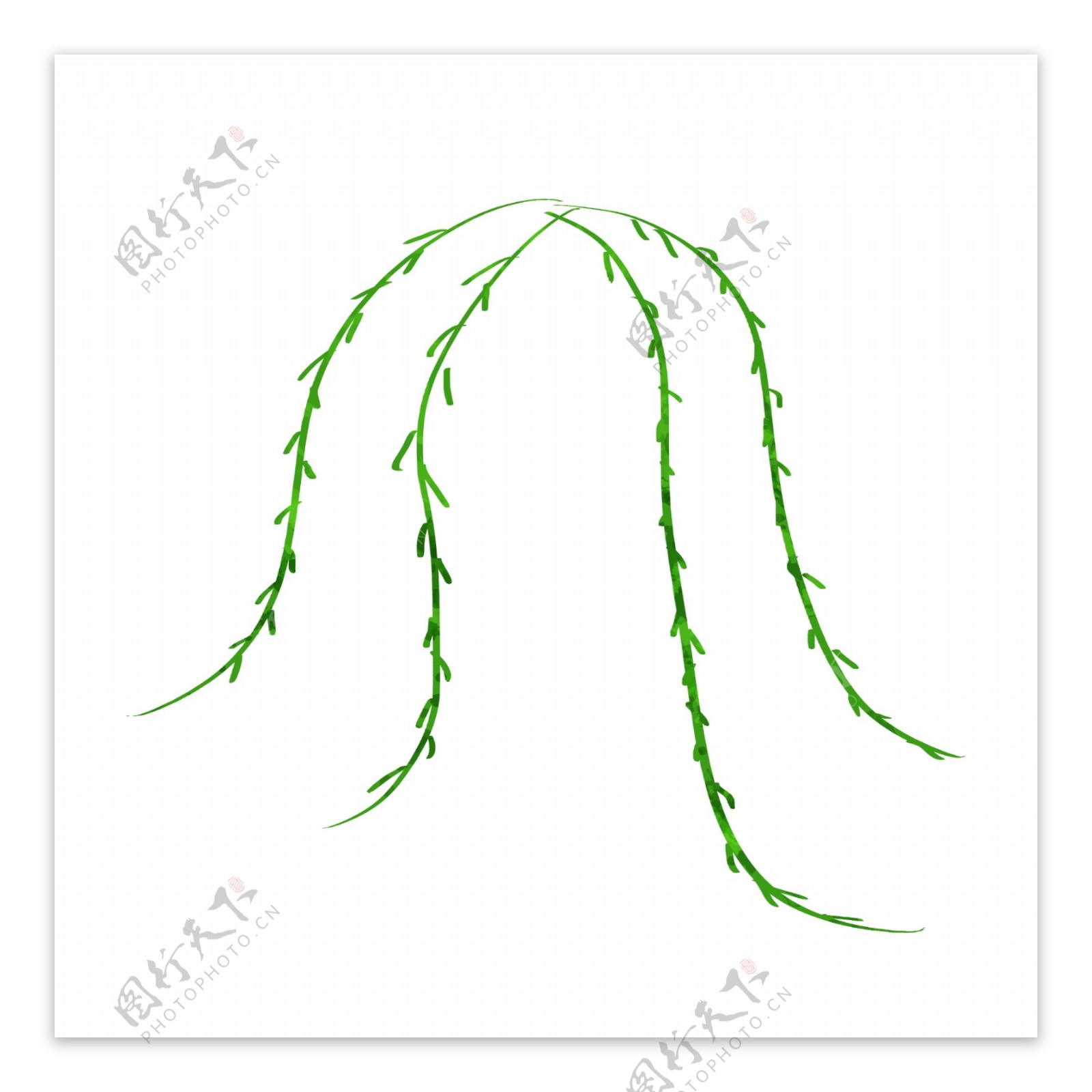 手绘植物柳树树叶插画风格