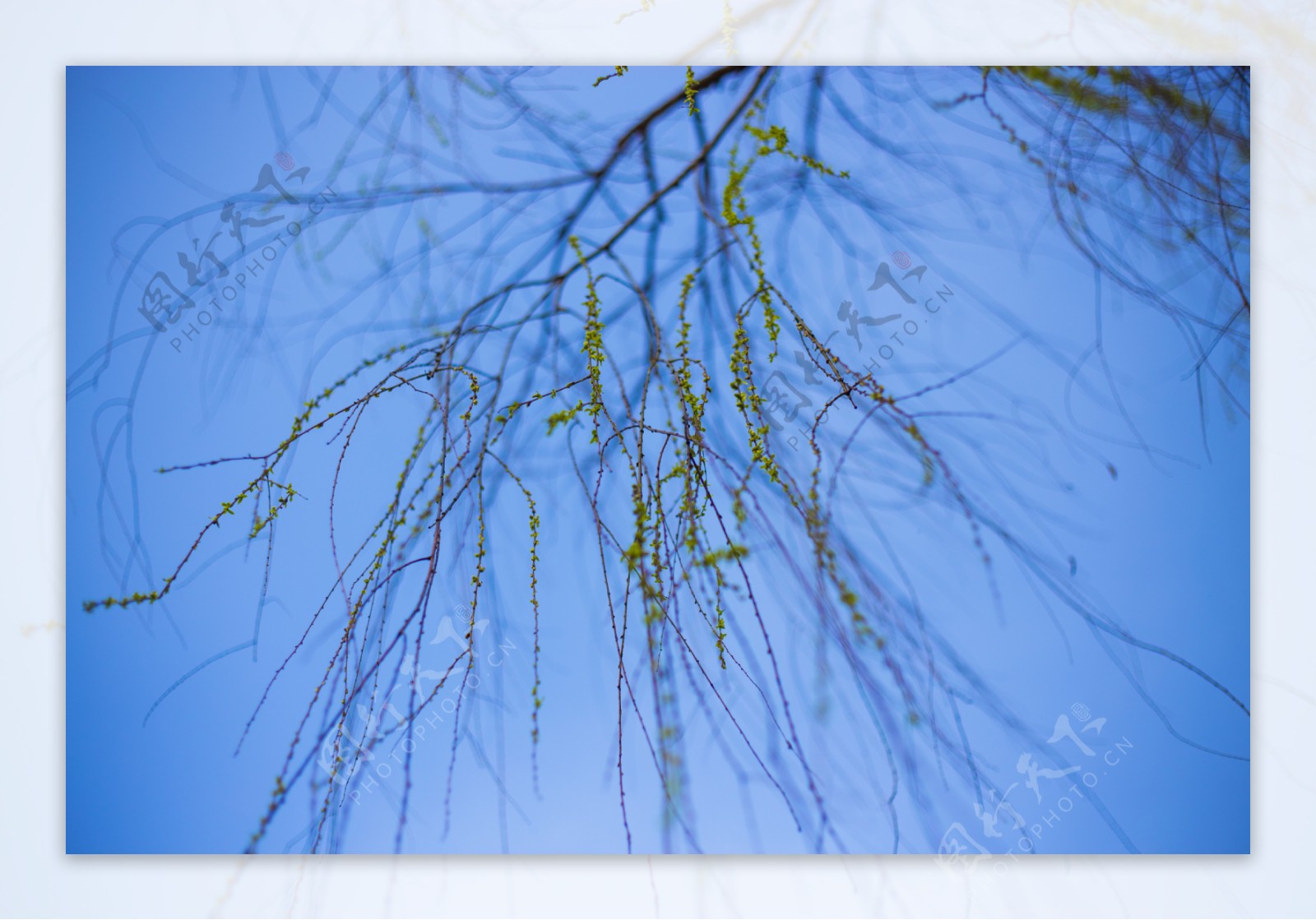 春天时刻柳树发芽仰拍