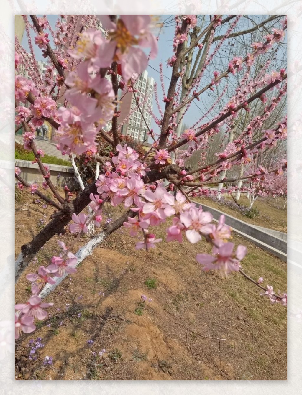 桃花粉色花朵花朵