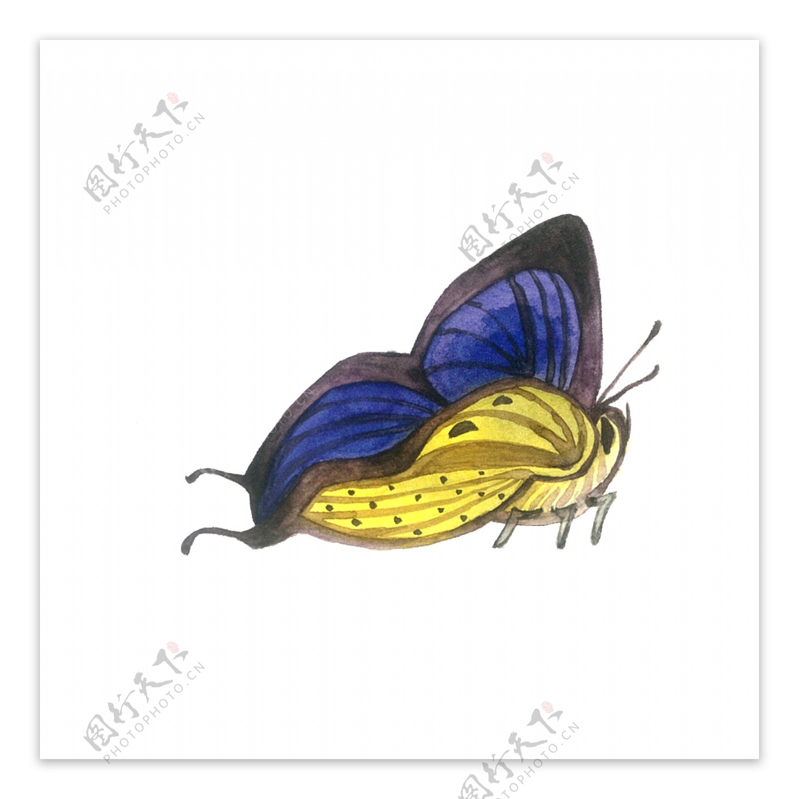 蝴蝶紫色黄色翅膀透明PNG昆虫