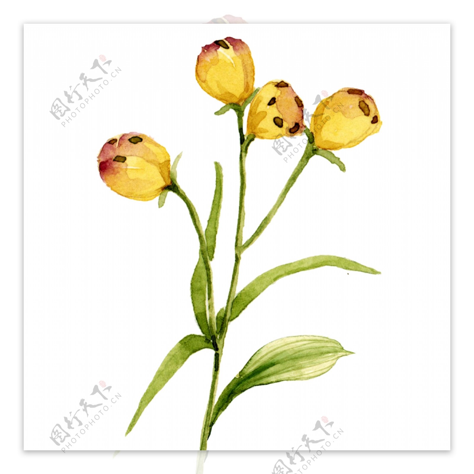 小清新水彩植物黄色花苞花卉元素
