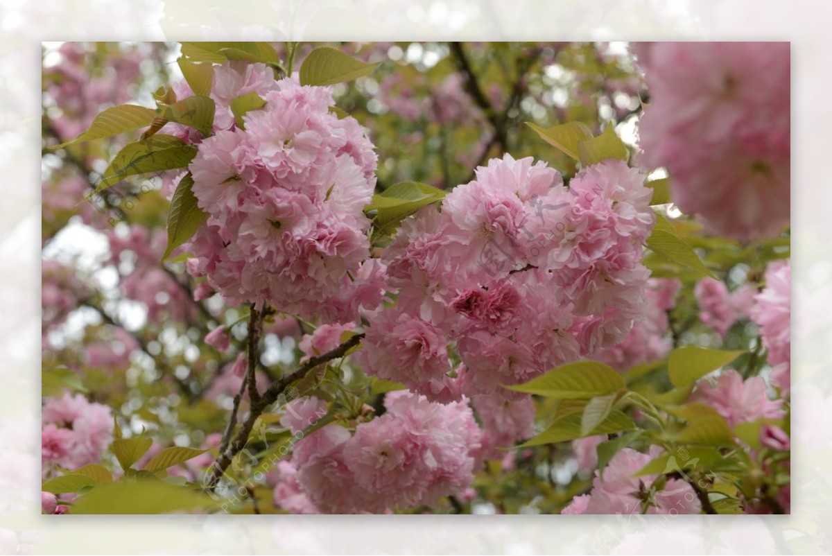 关山樱花