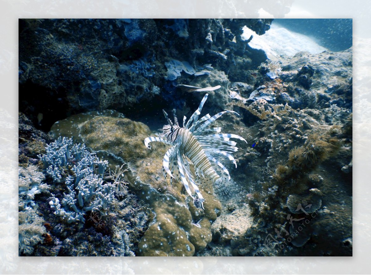 海底潜水生物