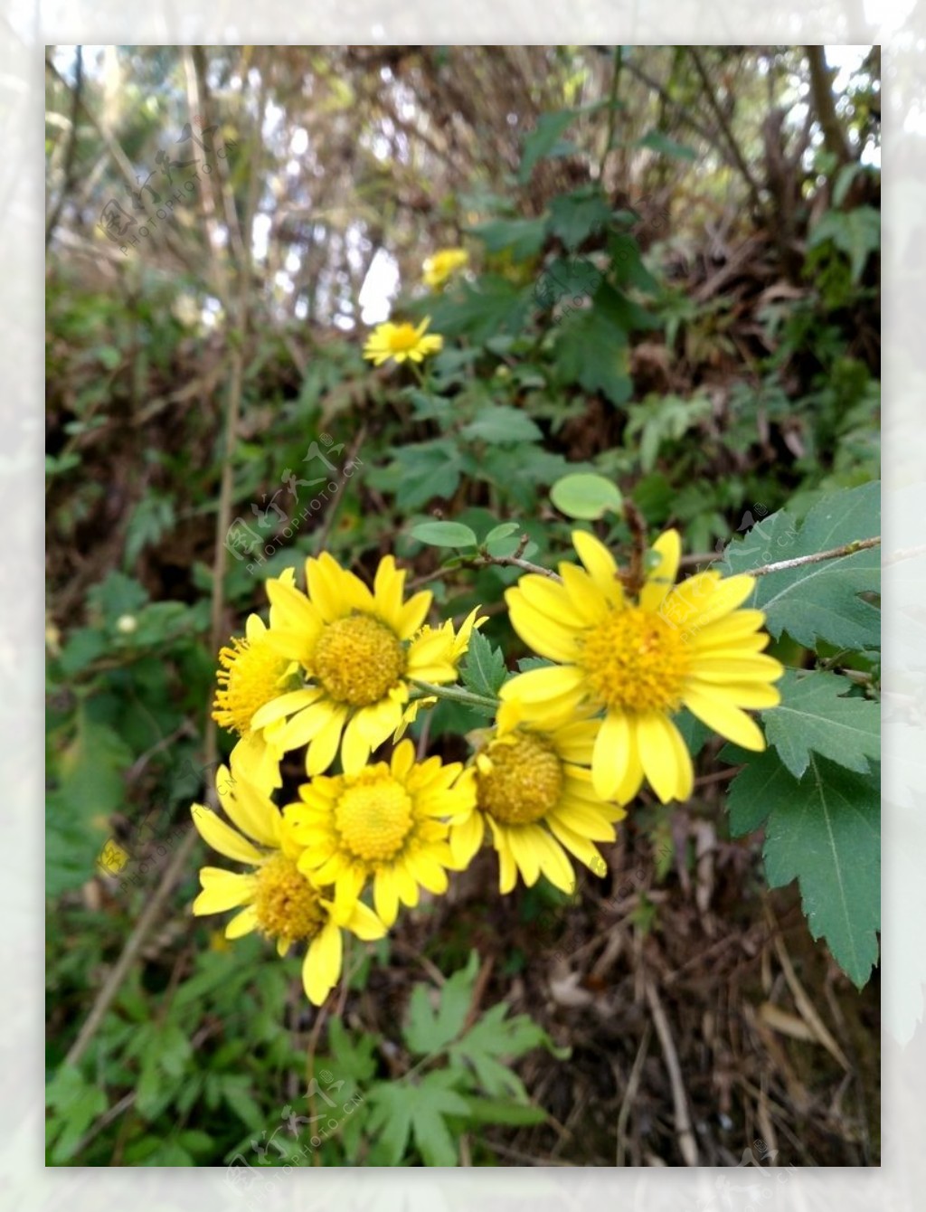 野外黄色菊花