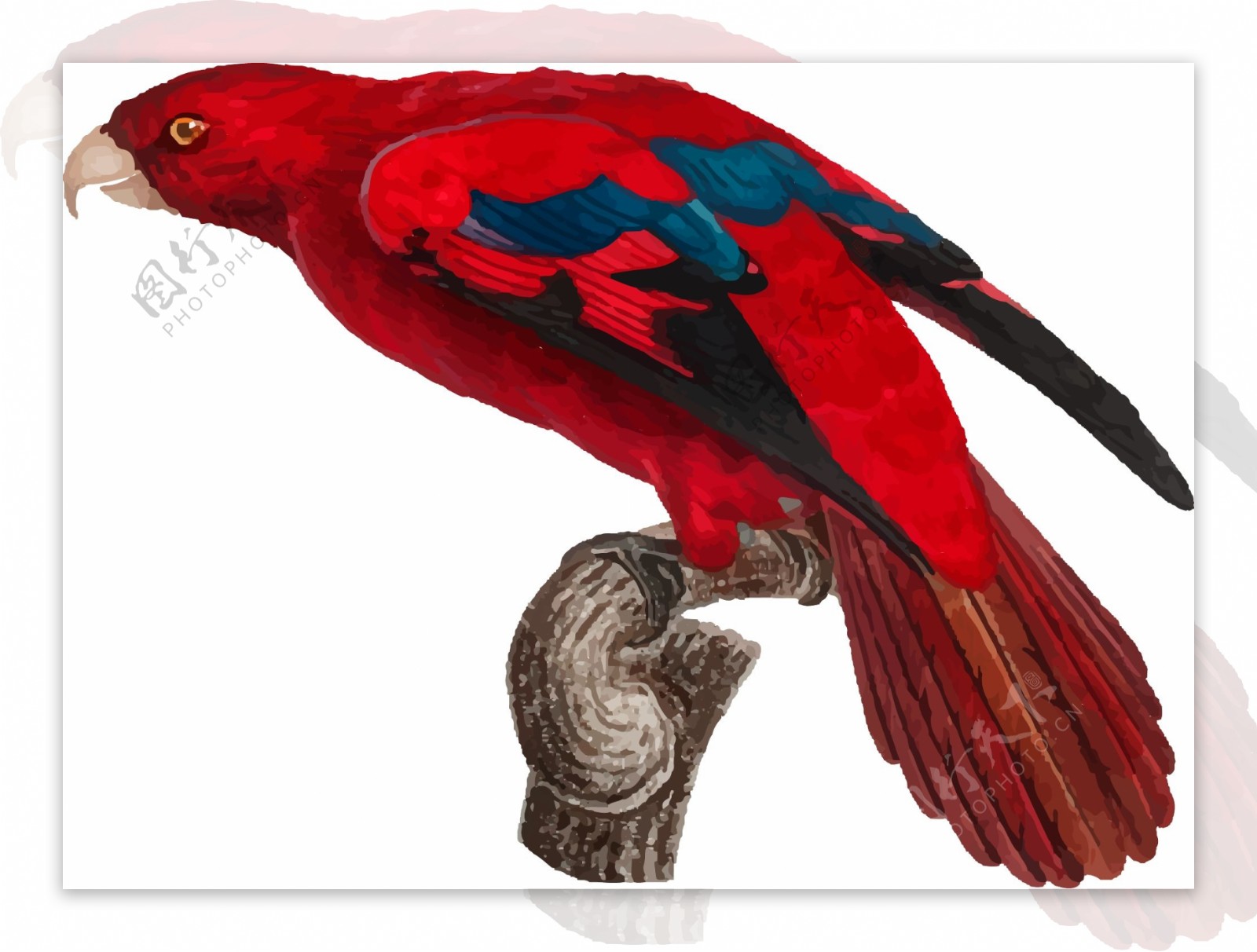 鸟类鹦鹉手绘矢量彩色红色元素
