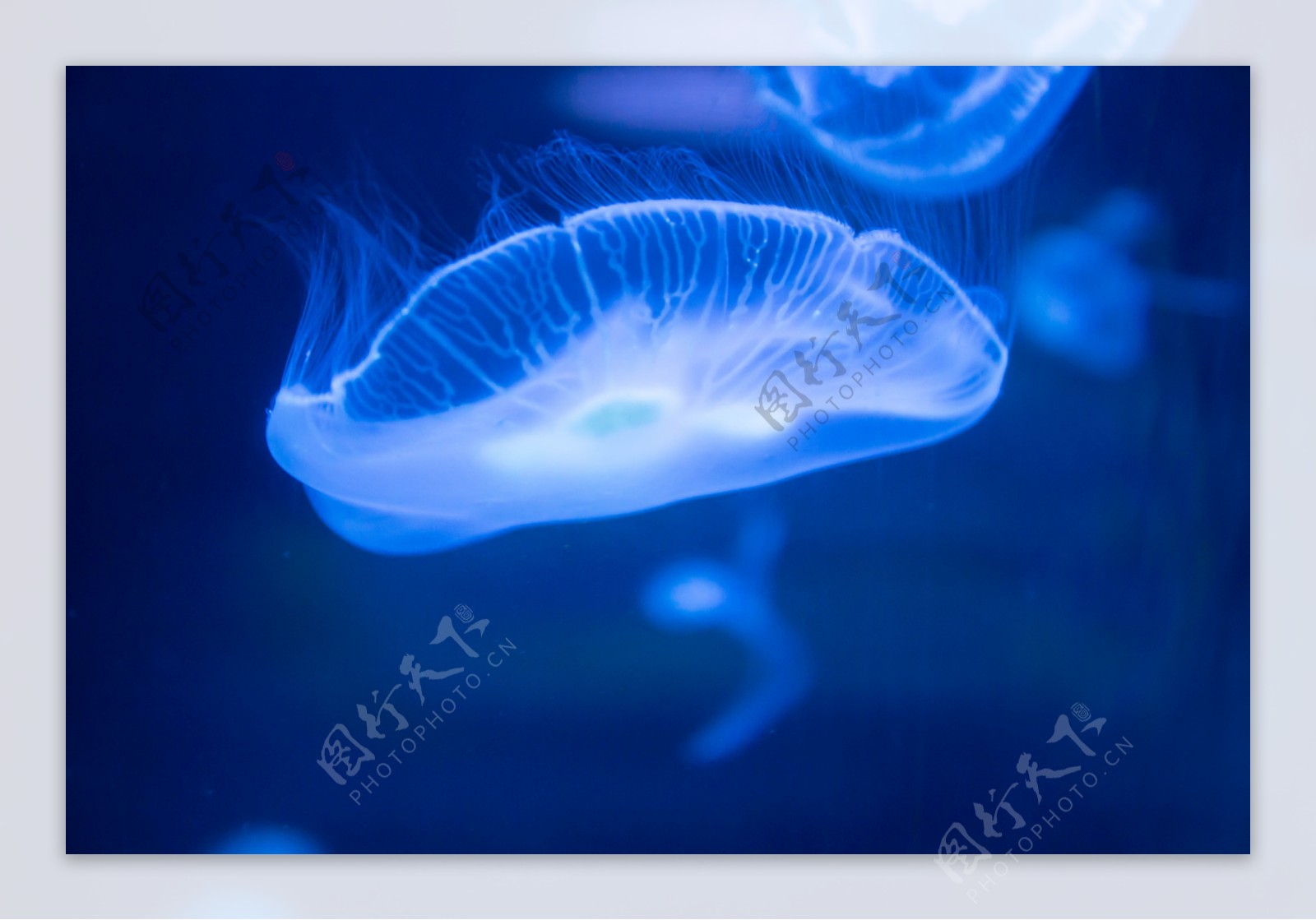 透明的水母