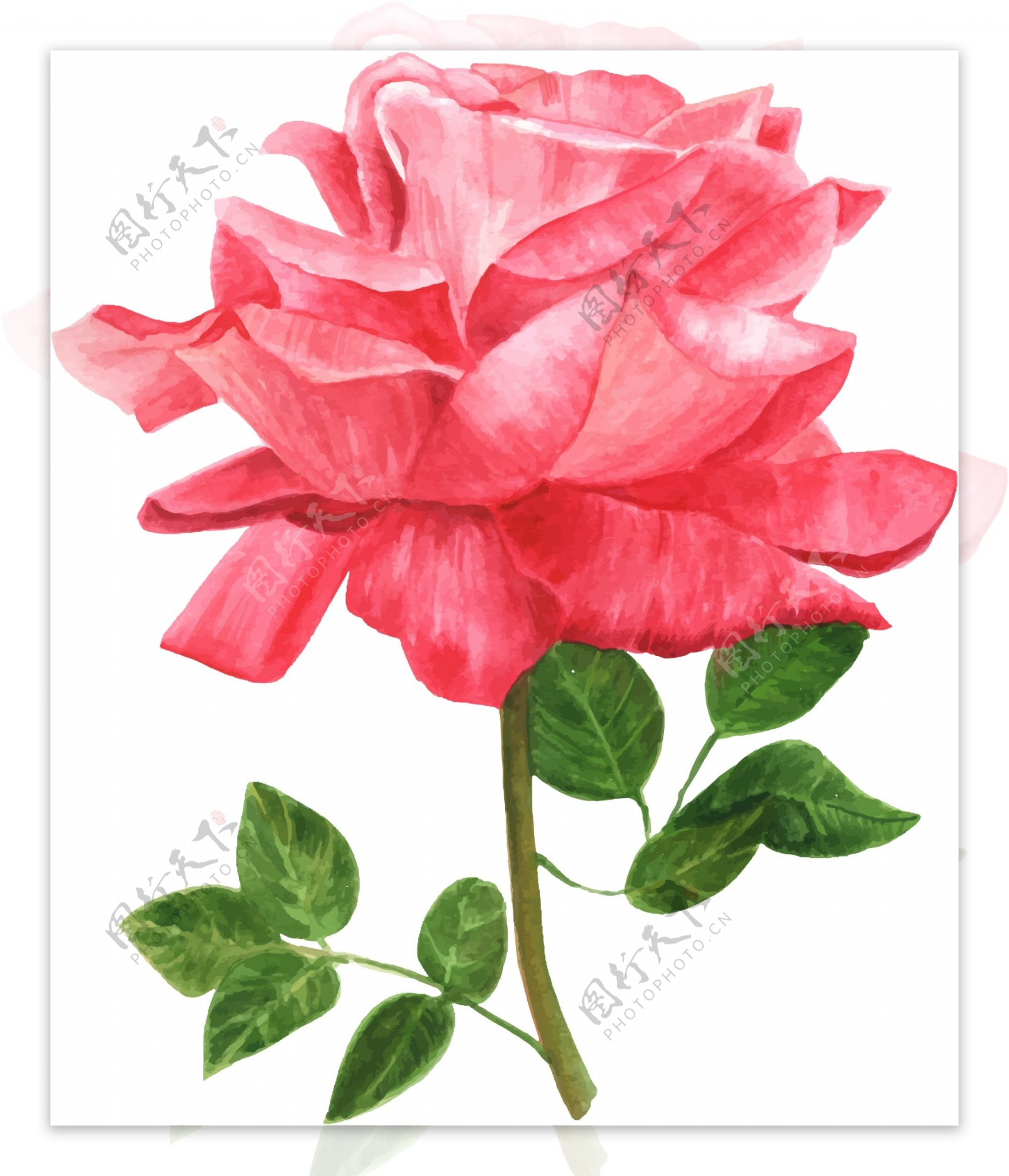 精美玫瑰彩绘玫瑰花设计矢量素材