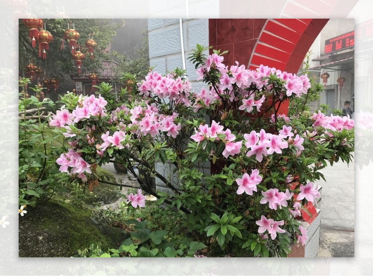 粉红杜鹃花