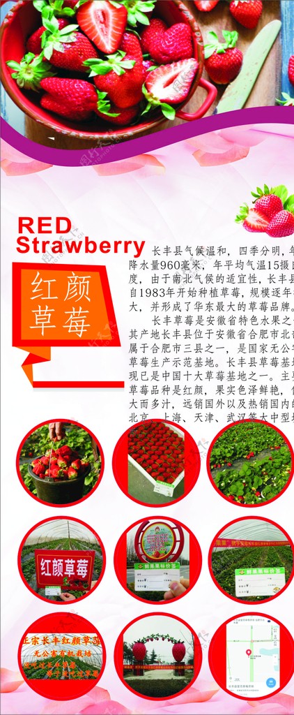 草莓展架海报