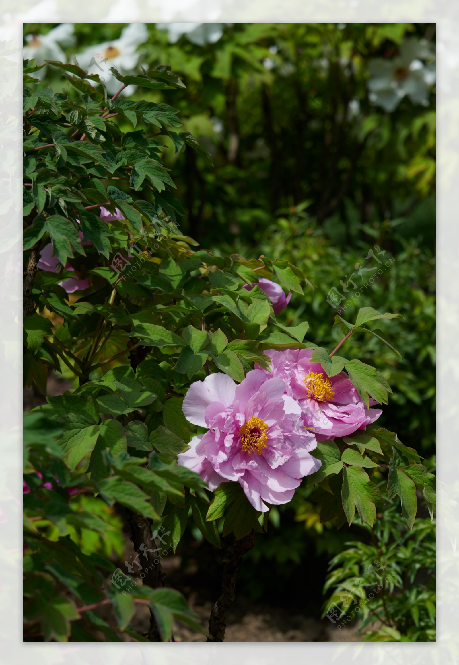 牡丹牡丹花花花卉国花