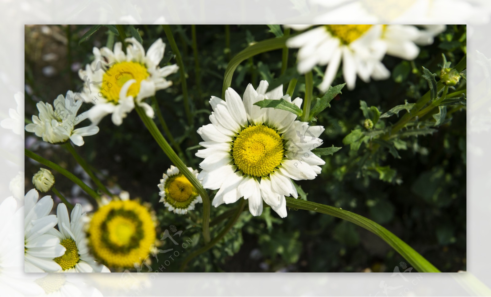 春日素材之白色的小花