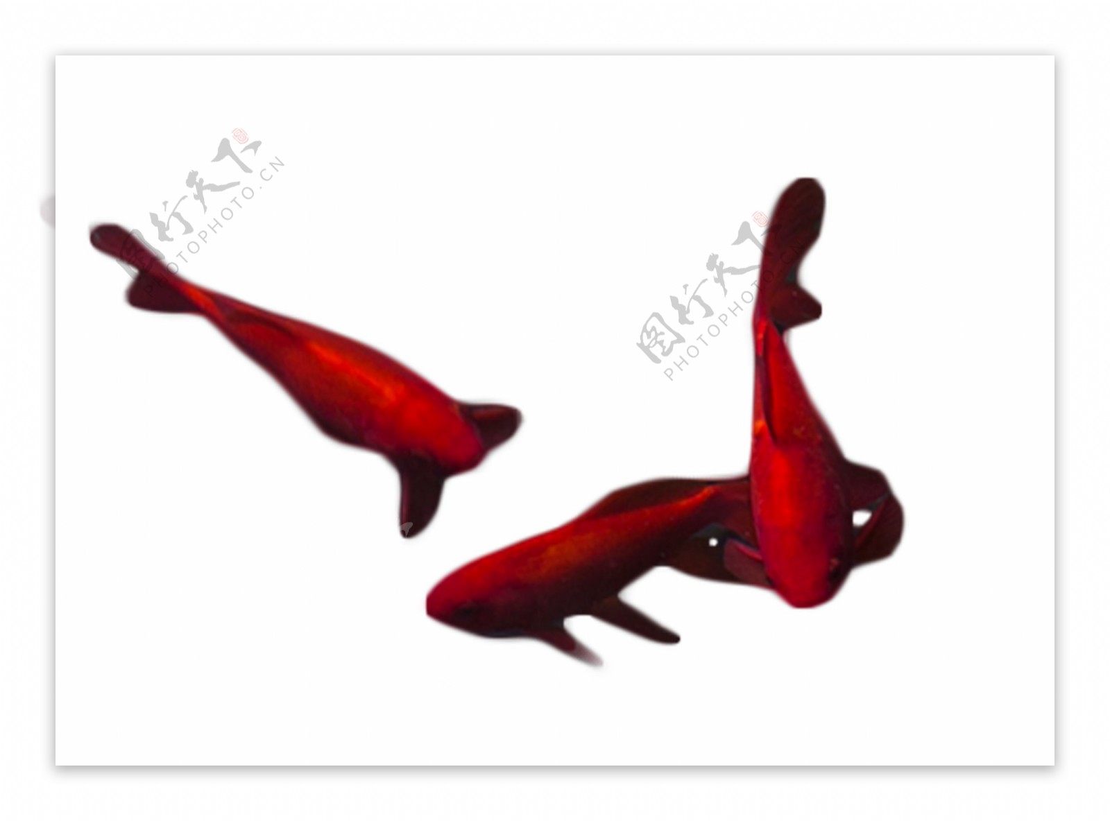 三只美丽红鱼