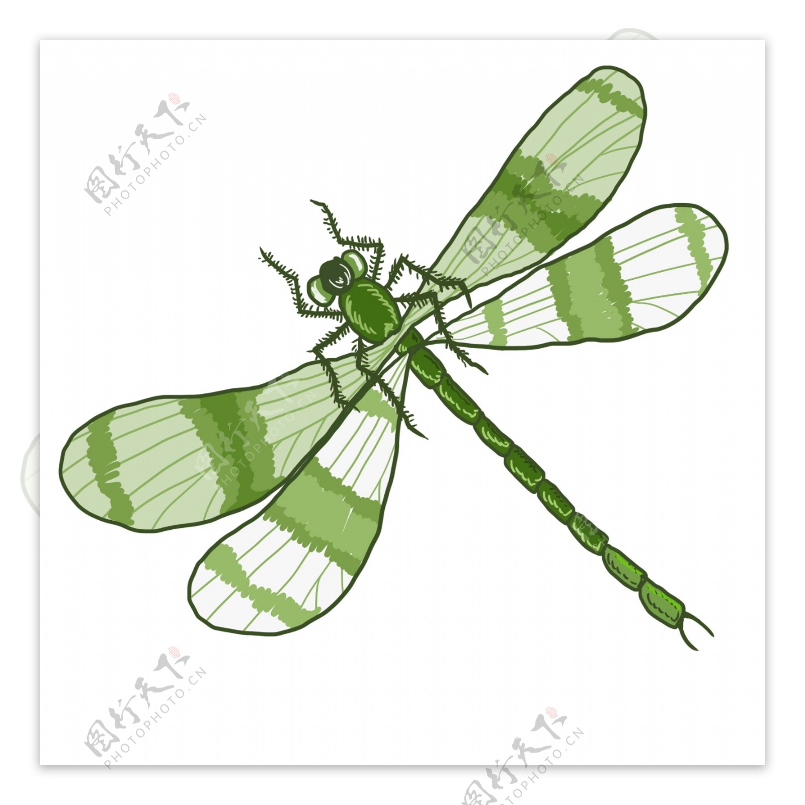 绿色图案蜻蜓
