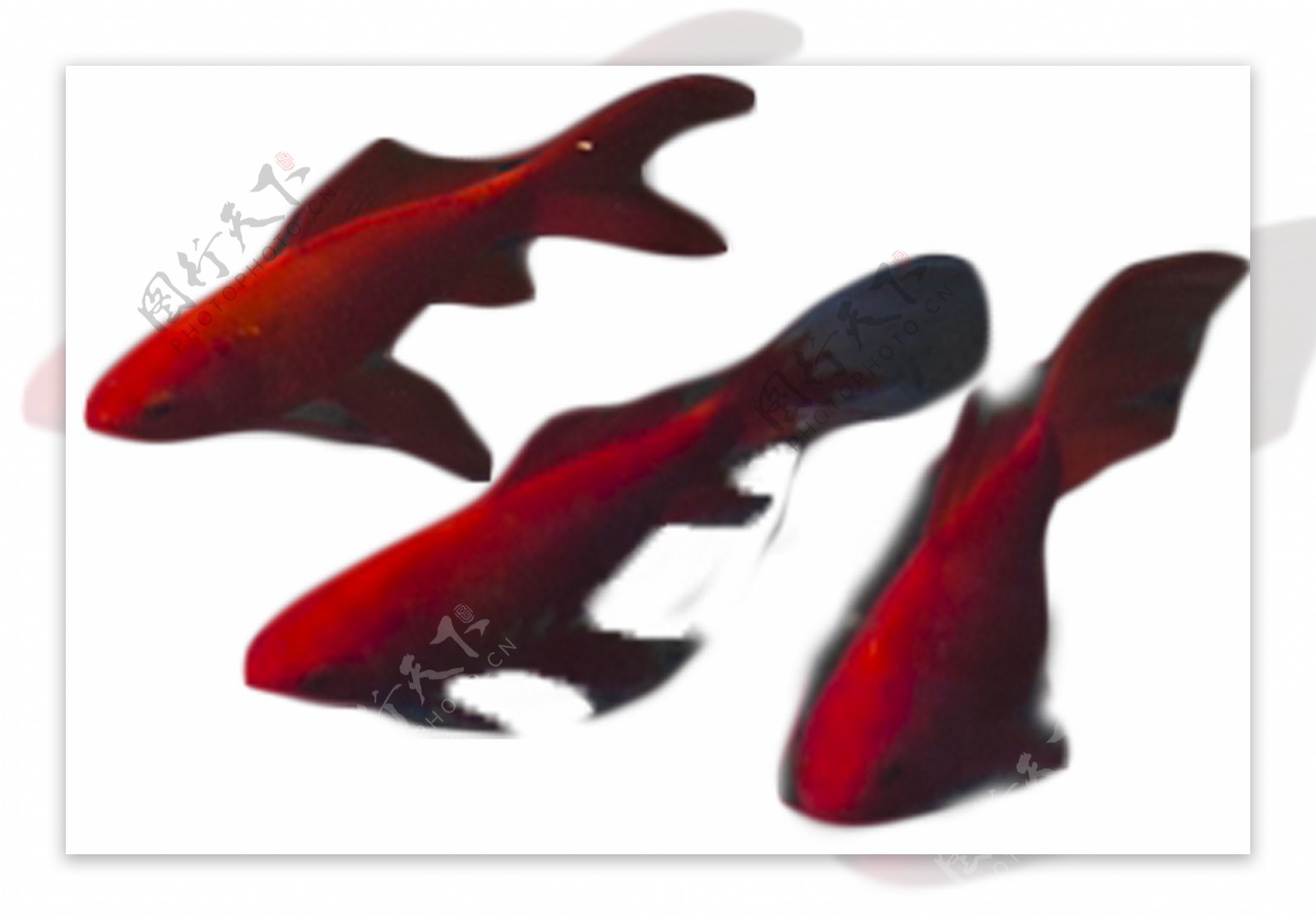 游来游去的三只红色小鱼