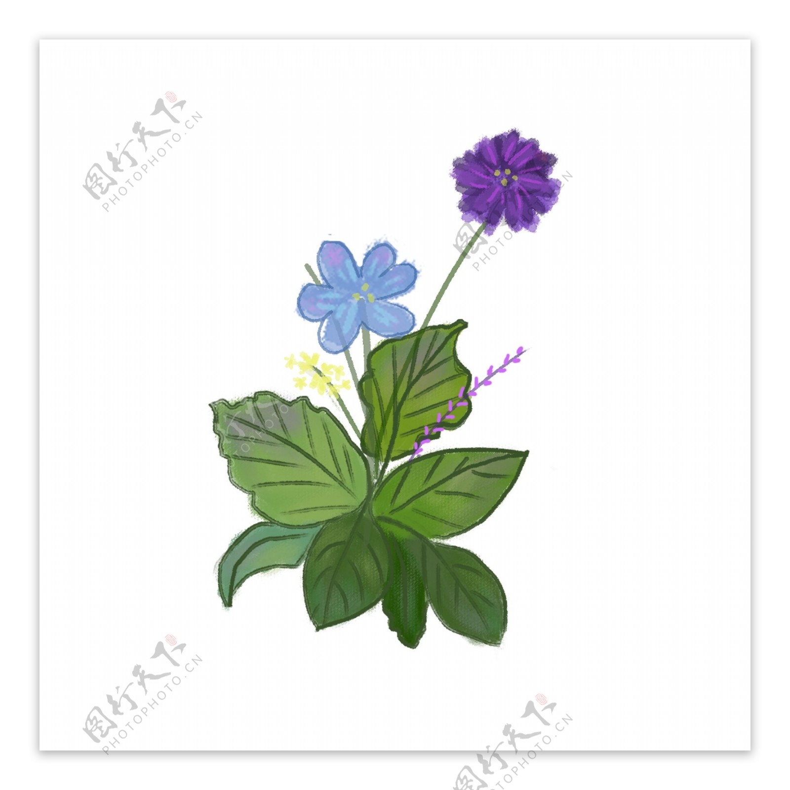 小清新的蓝紫色花朵
