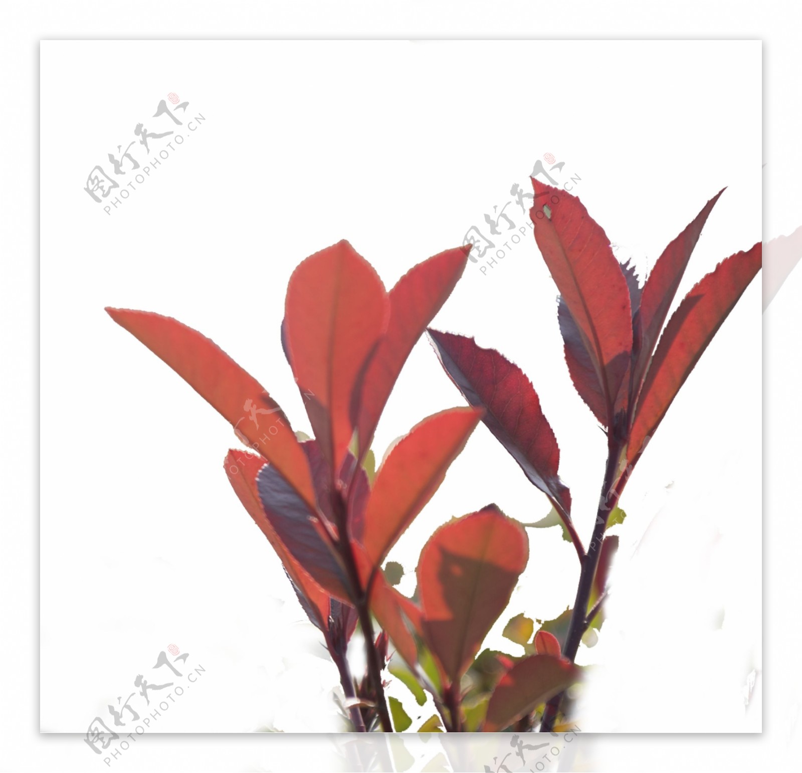 鲜红色的叶子植物