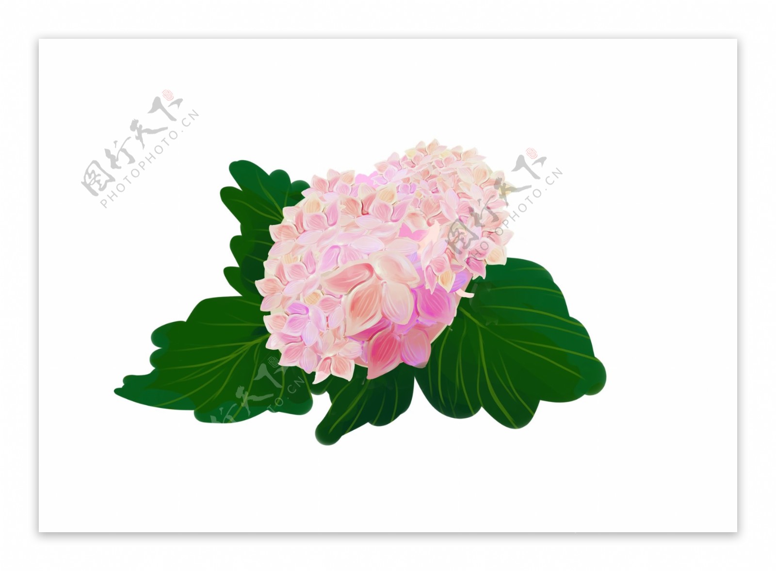 粉色绣球花装饰图案