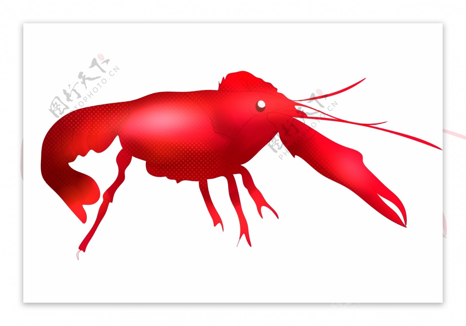 好看龙虾动物插画