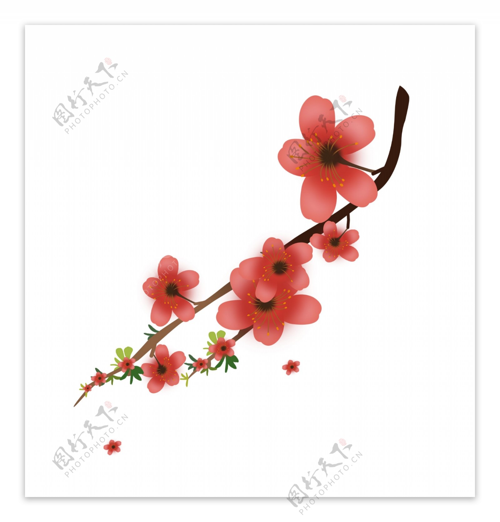 春季粉色樱花枝插画