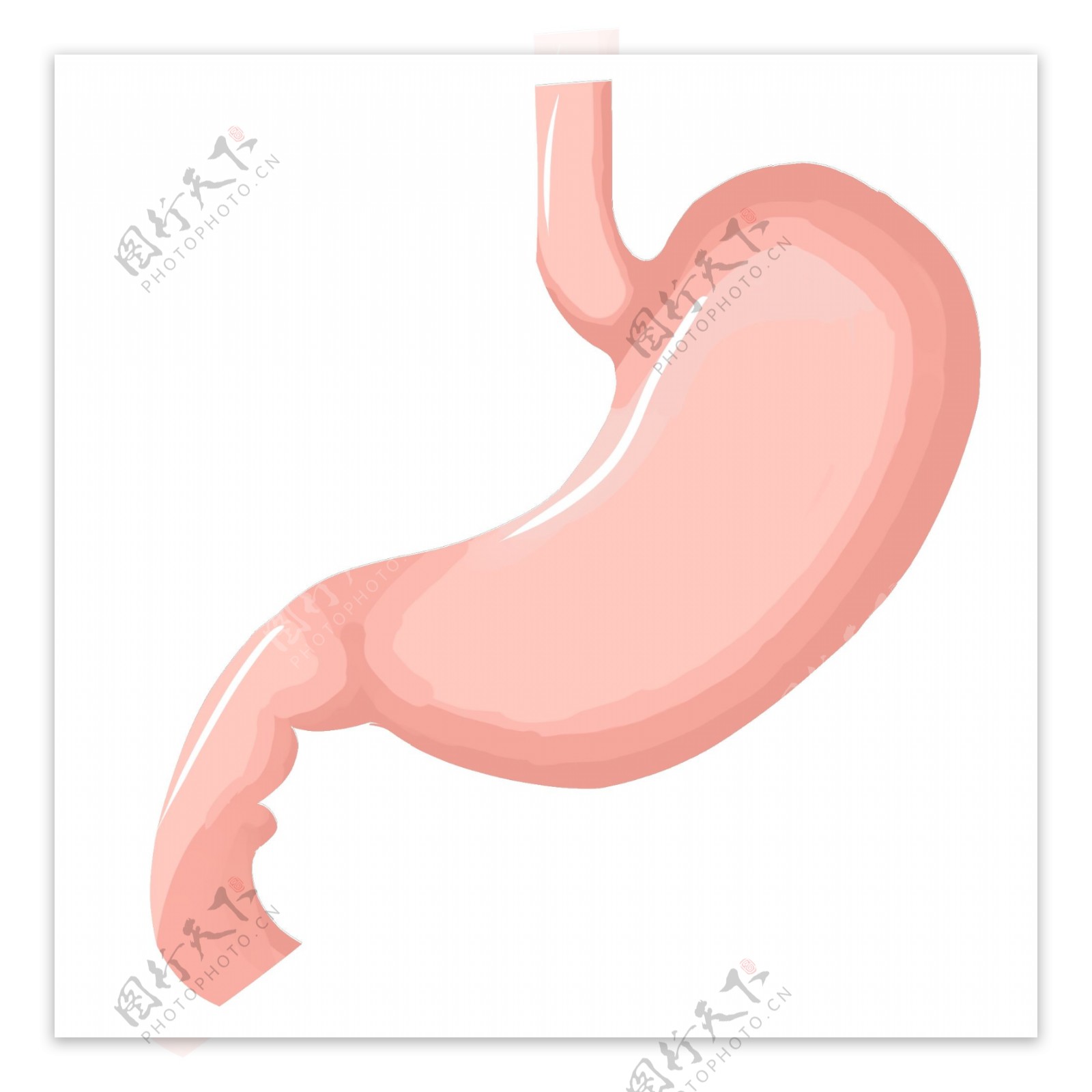 粉色的胃装饰插画