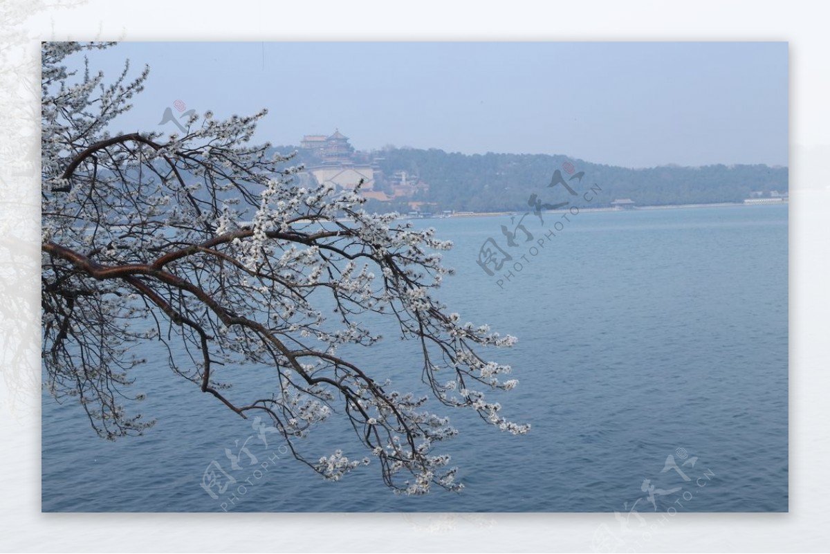 颐和园山桃花