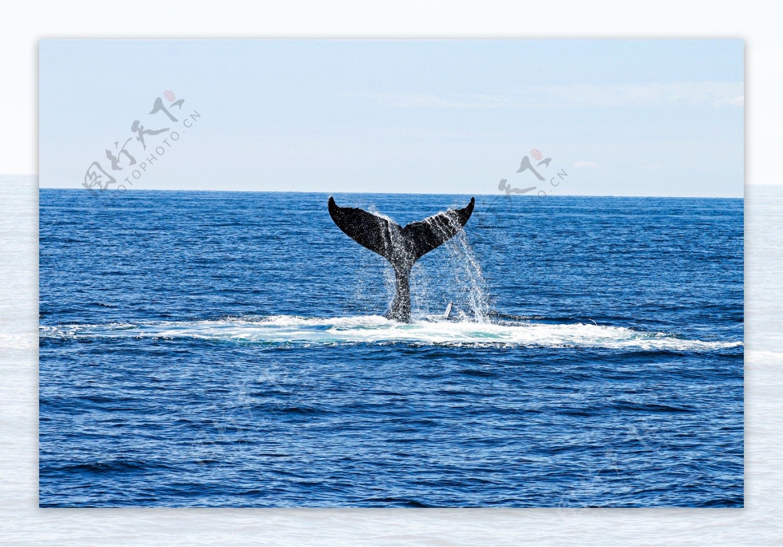 海面鲸鱼尾