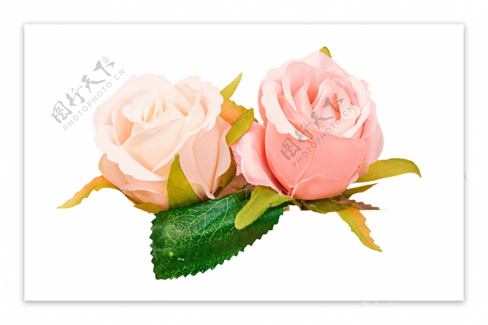 两朵粉色的玫瑰花