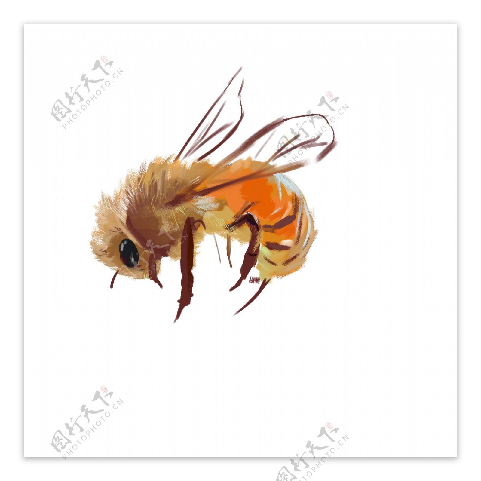 动物昆虫蜜蜂