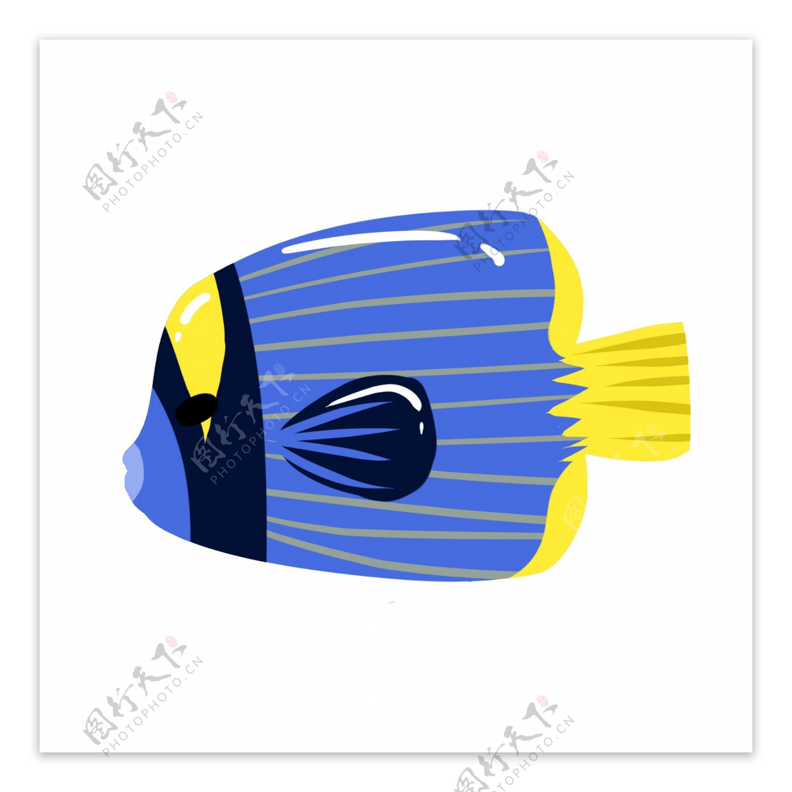 蓝色热带鱼