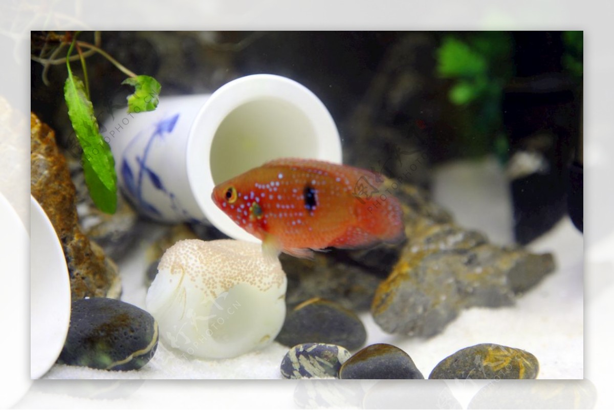 红宝石鱼守护鱼卵