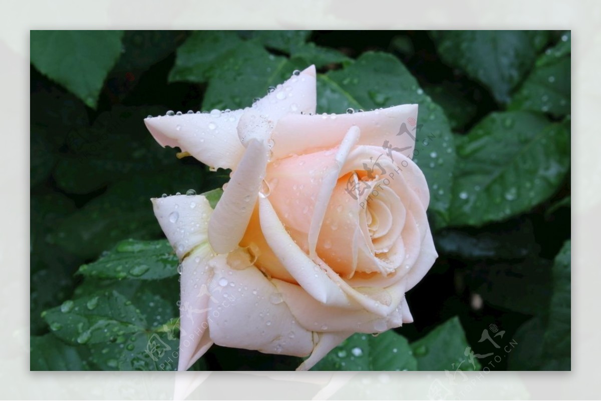 雨露月季花