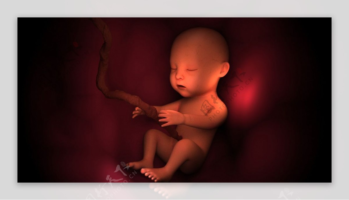 子宫婴儿3D模型