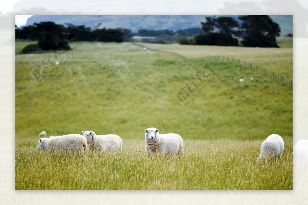 草地素材高清草地羊